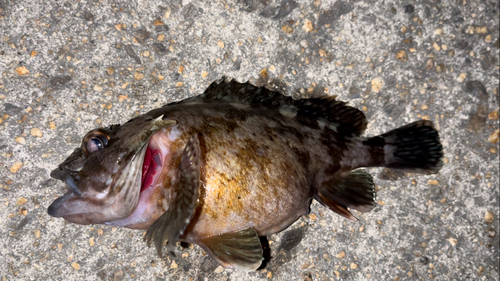 カサゴの釣果