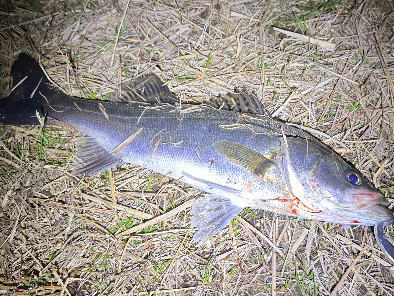 AbuGarcia クロスフィールド XRFS-935M-MBの最安値・インプレ