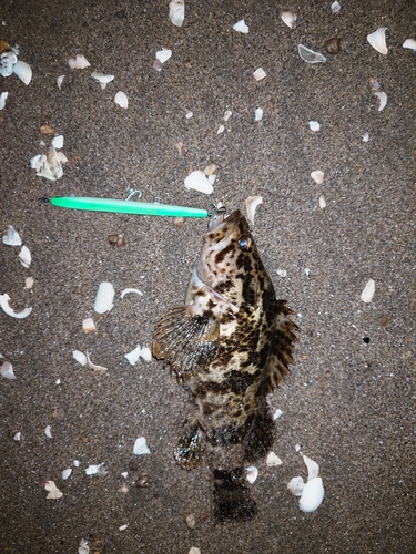 タケノコメバルの釣果