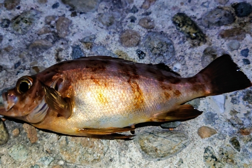 メバルの釣果