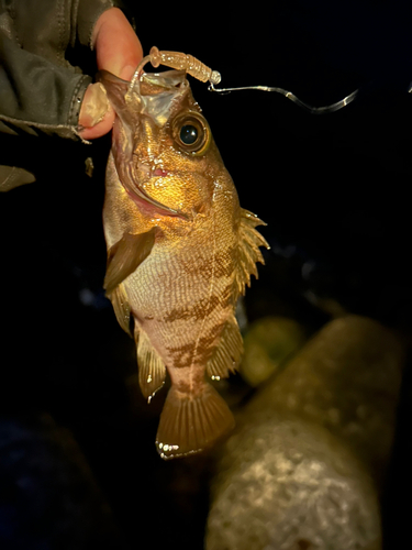 メバルの釣果