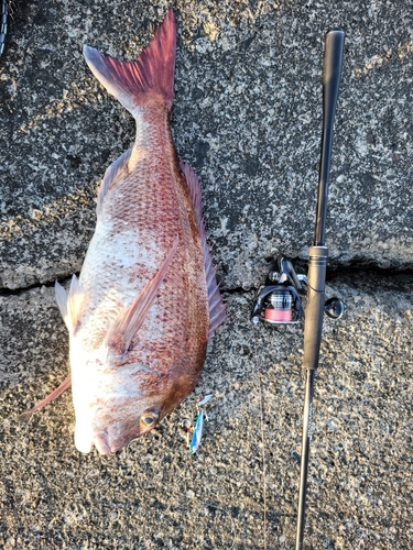 マダイの釣果