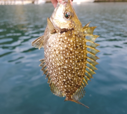 アイゴの釣果