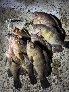 メバルの釣果