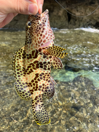 イシミーバイの釣果