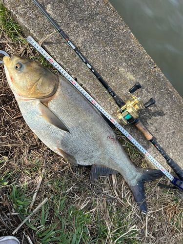 ハクレンの釣果
