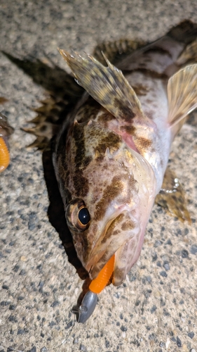 タケノコメバルの釣果