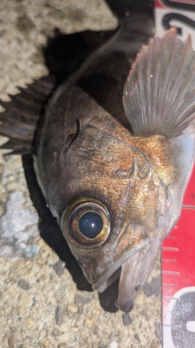 シロメバルの釣果