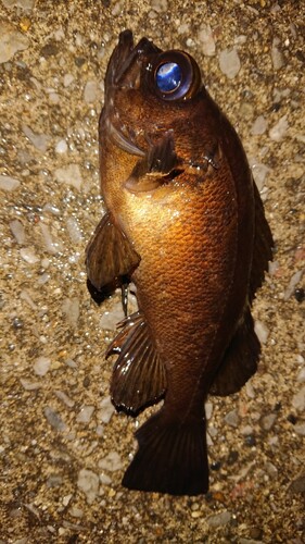 メバルの釣果