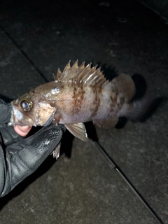 メバルの釣果