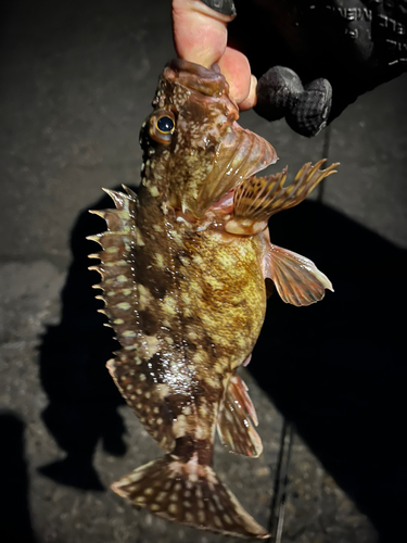 カサゴの釣果