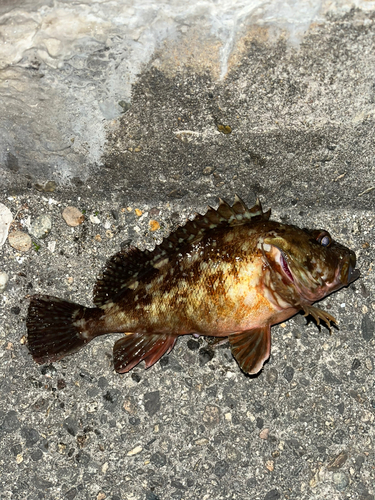 カサゴの釣果