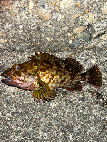 カサゴの釣果