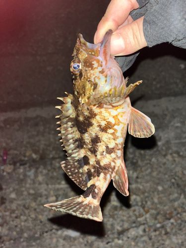 カサゴの釣果