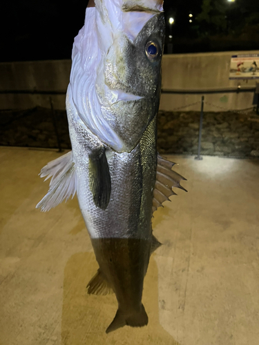 金沢水際線緑地（福浦岸壁）