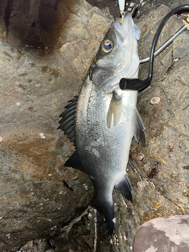 ヒラスズキの釣果