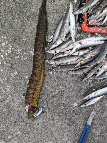 ウツボの釣果