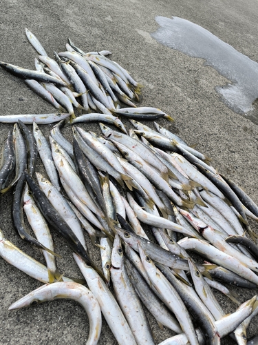 カマスの釣果