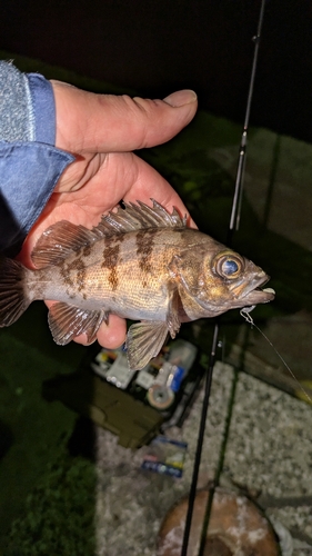 メバルの釣果