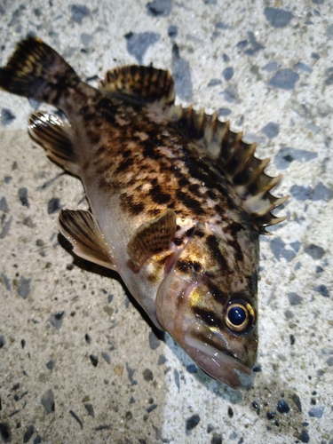 タケノコメバルの釣果