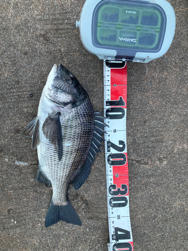 クロダイの釣果