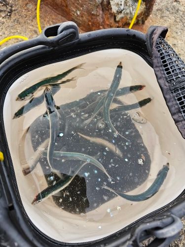 カタクチイワシの釣果