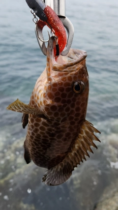 オオモンハタの釣果