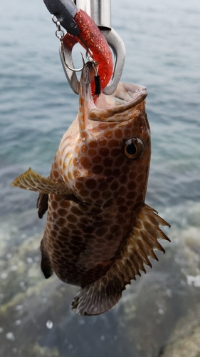 オオモンハタの釣果