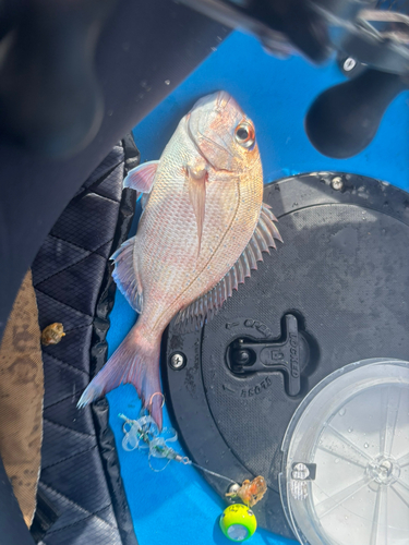 マダイの釣果