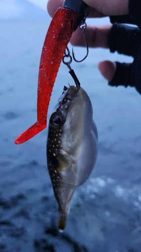 クサフグの釣果