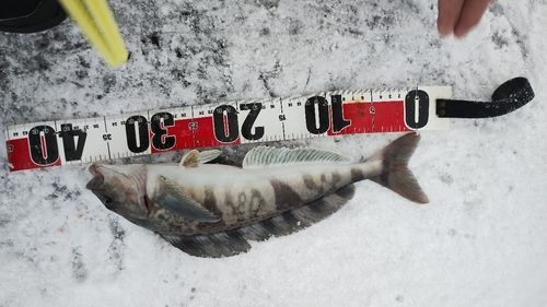 ホッケの釣果