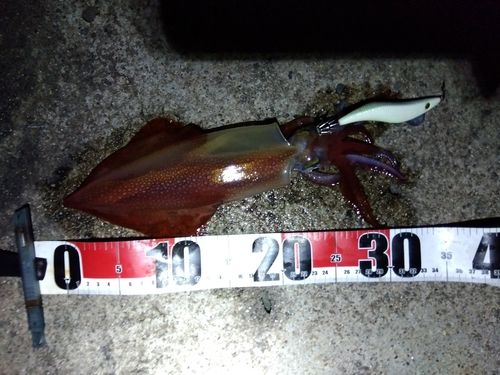 ケンサキイカの釣果