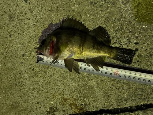 シロメバルの釣果