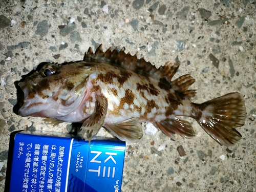 ガシラの釣果