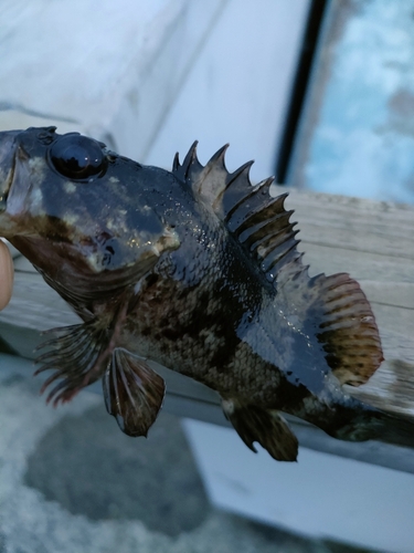 メバルの釣果