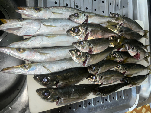 アジの釣果