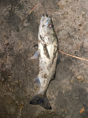 フッコ（マルスズキ）の釣果