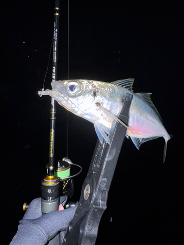 マアジの釣果