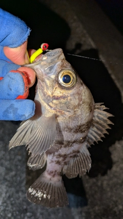 メバルの釣果