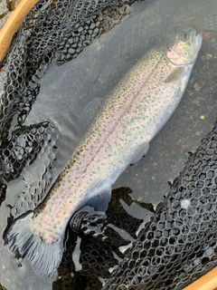 ニジマスの釣果