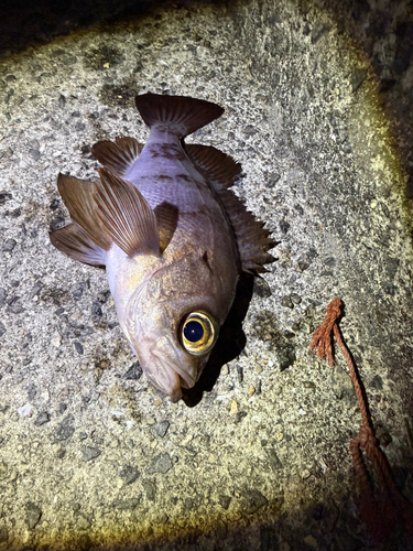 シロメバルの釣果