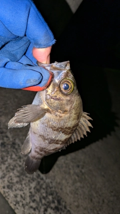 メバルの釣果