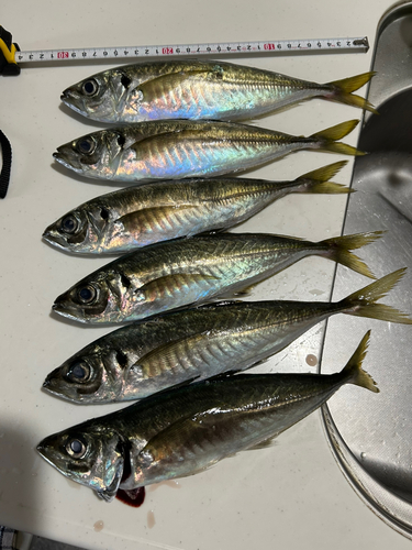 アジの釣果