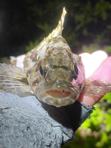 タケノコメバルの釣果