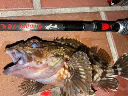 カサゴの釣果