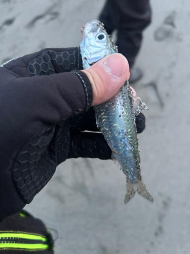 カタボシイワシの釣果