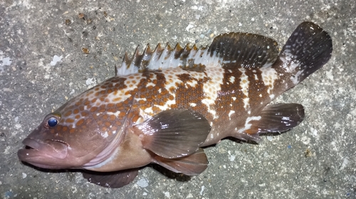 アコウの釣果