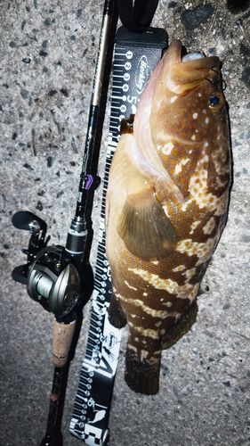 アコウの釣果
