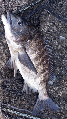 チヌの釣果