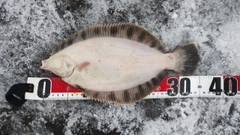 クロガシラガレイの釣果